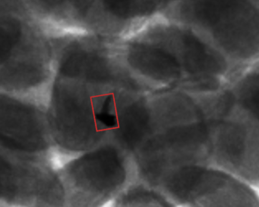 Poultry X-ray with a red outline around a small dense object.