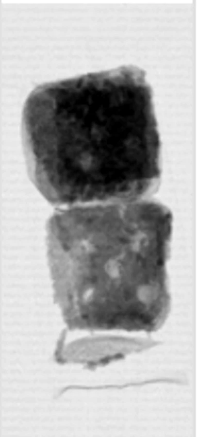 X-ray image showing a missing component in a prepared food product
